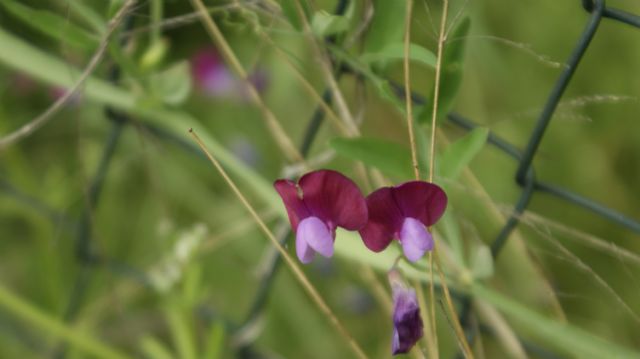 Lathyrus clymenum